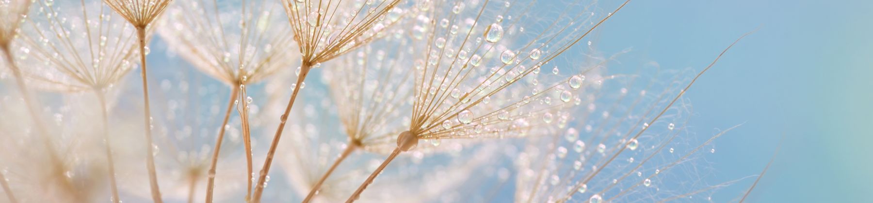 Nahaufnahme einer Pusteblume vor blauem Hintergrund
