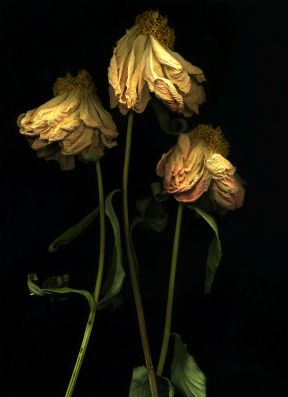 Jubiläumsausstellung_Michaela Bruckmüller (c)